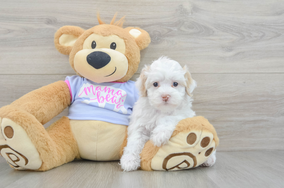 7 week old Maltipoo Puppy For Sale - Puppy Love PR