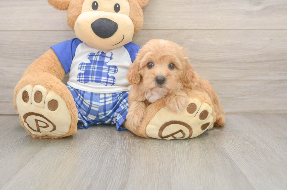 6 week old Maltipoo Puppy For Sale - Puppy Love PR