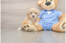 Fluffy Maltipoo Poodle Mix Pup