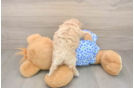 Petite Maltipoo Poodle Mix Pup