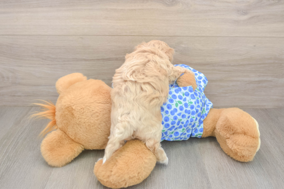 Petite Maltipoo Poodle Mix Pup