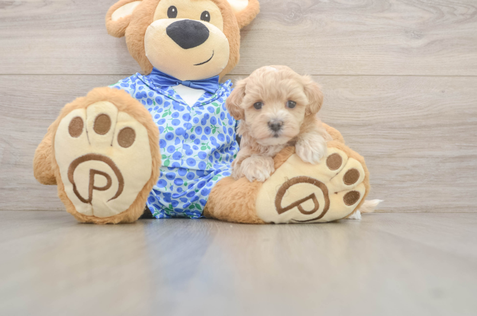 5 week old Maltipoo Puppy For Sale - Puppy Love PR