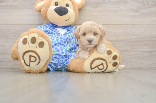Best Maltipoo Baby