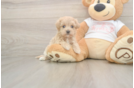 Maltipoo Puppy for Adoption