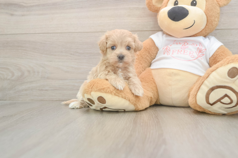 Maltipoo Puppy for Adoption