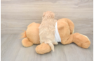 Maltipoo Puppy for Adoption