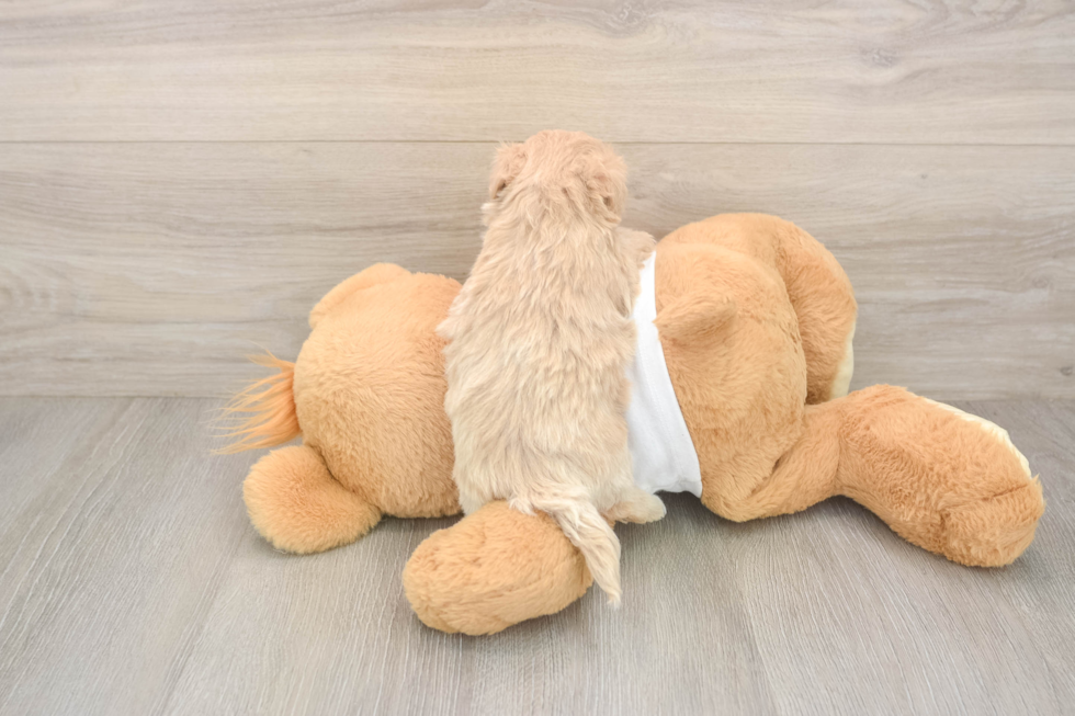 Maltipoo Puppy for Adoption