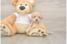 Maltipoo Puppy for Adoption