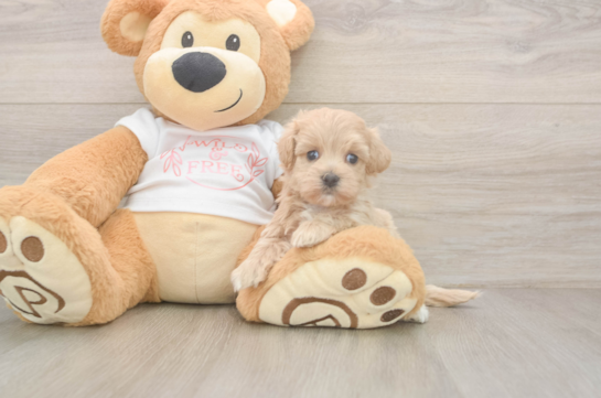 Maltipoo Puppy for Adoption