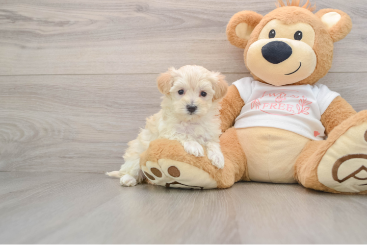 Adorable Maltidoodle Poodle Mix Puppy