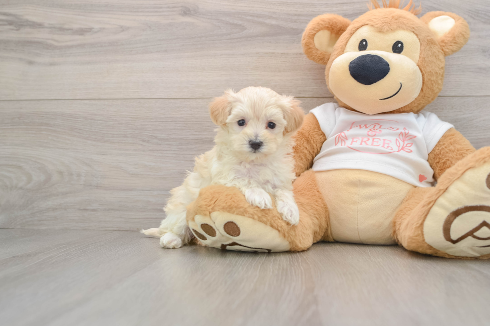 Adorable Maltidoodle Poodle Mix Puppy