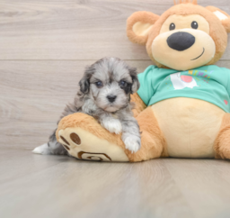 8 week old Maltipoo Puppy For Sale - Puppy Love PR