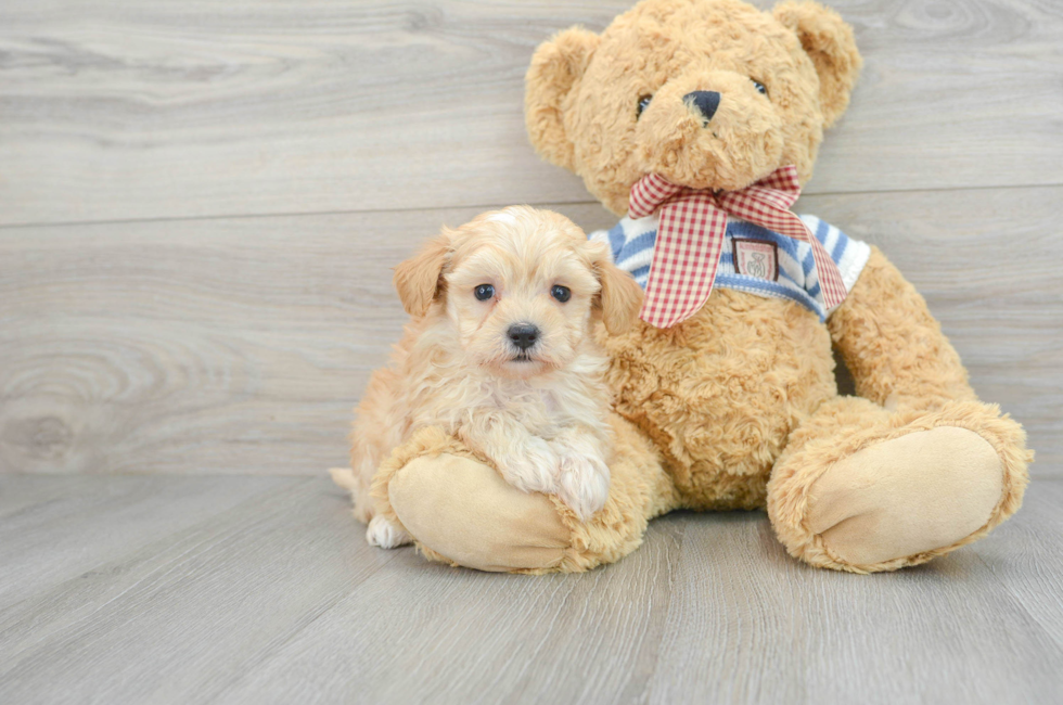 7 week old Maltipoo Puppy For Sale - Puppy Love PR
