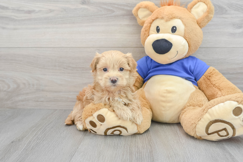 Smart Maltipoo Poodle Mix Pup