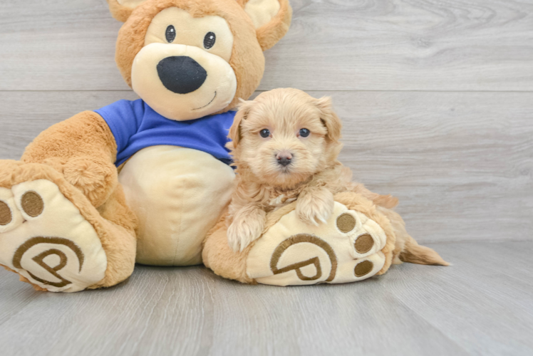 Little Maltese Poodle Poodle Mix Puppy