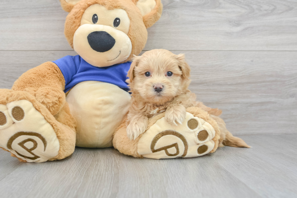 Little Maltese Poodle Poodle Mix Puppy