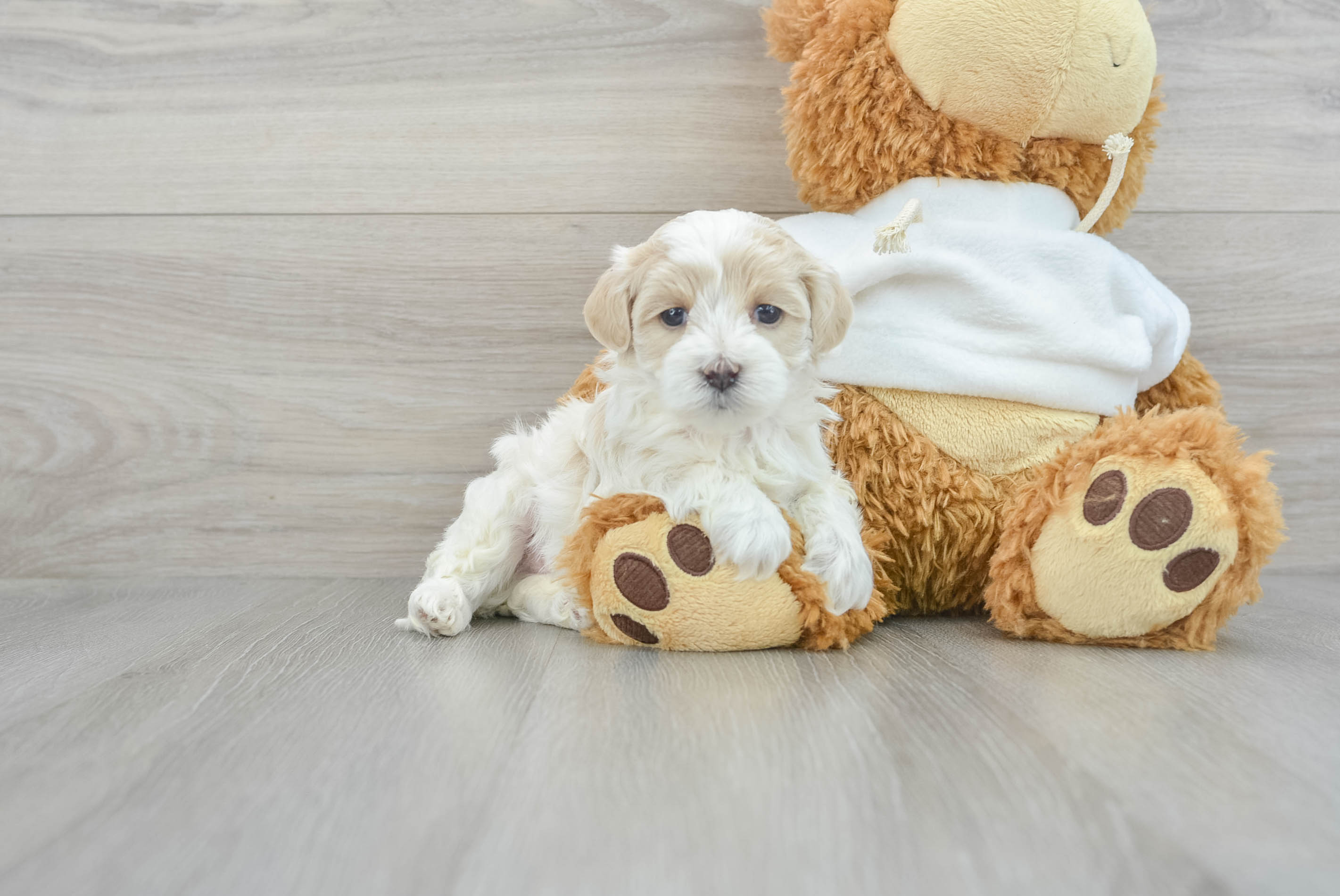 Best Maltipoo Baby