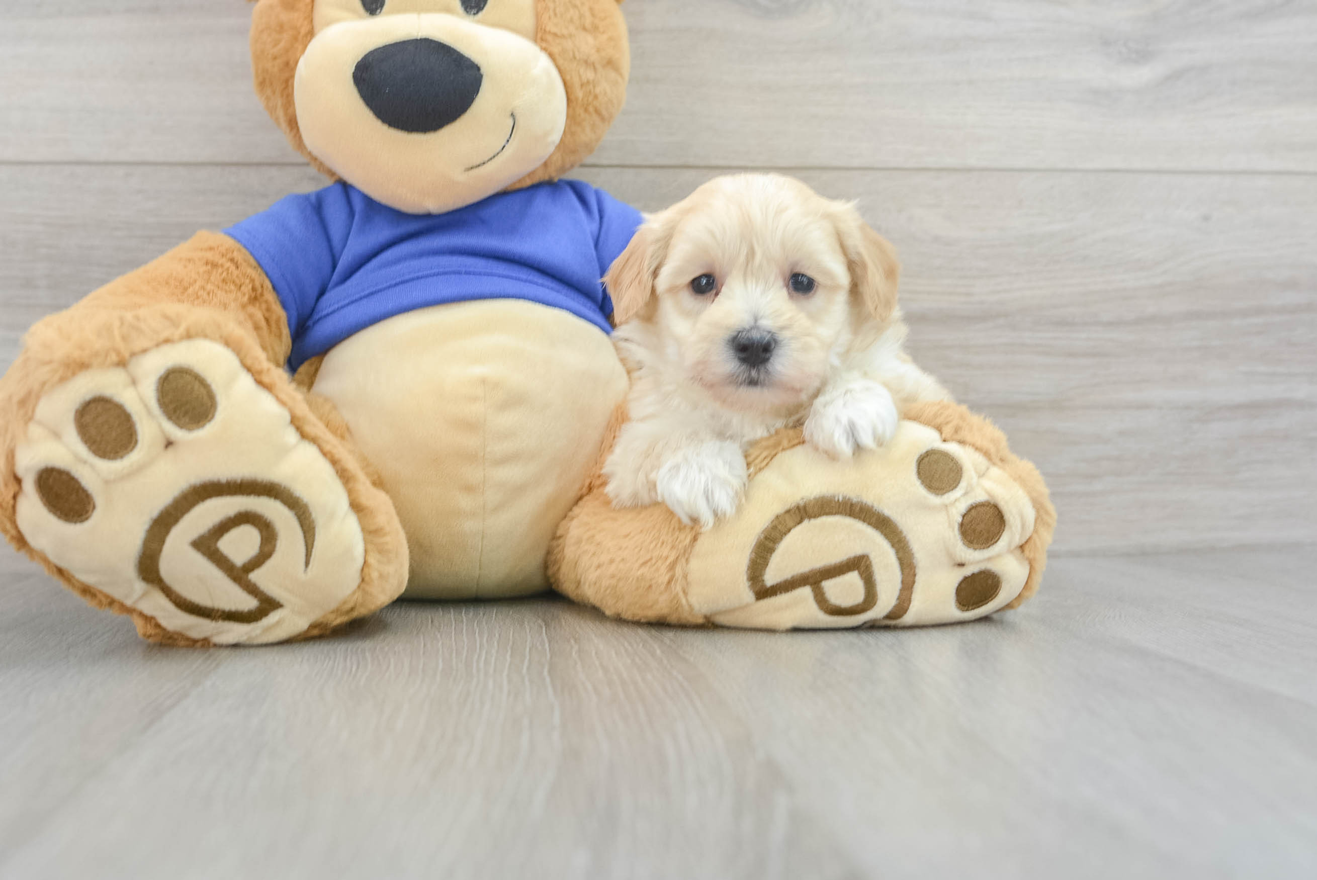 Maltipoo Puppy for Adoption