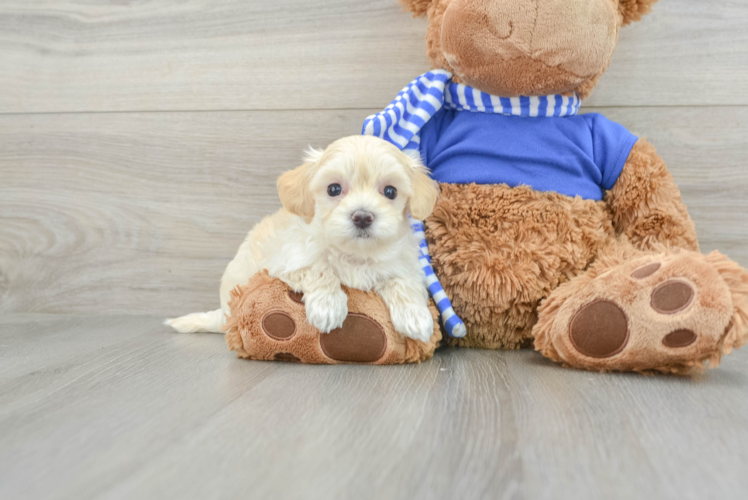 Meet Kade (Meet Today) - our Maltipoo Puppy Photo 1/3 - Puppy Love PR Maltipoo Puppy for Adoption