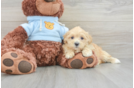 Maltipoo Puppy for Adoption