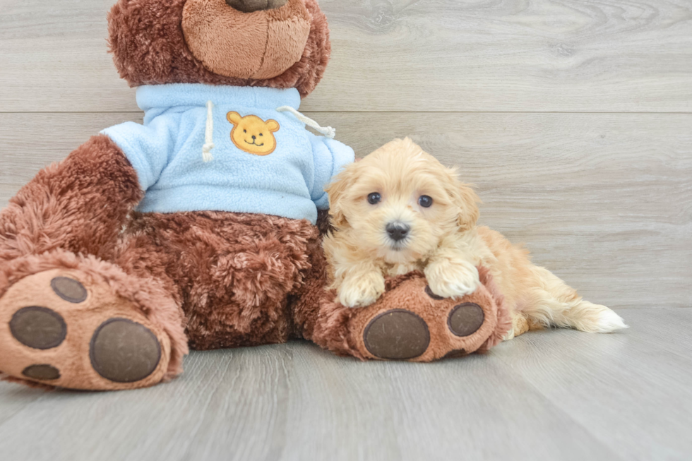 Maltipoo Puppy for Adoption