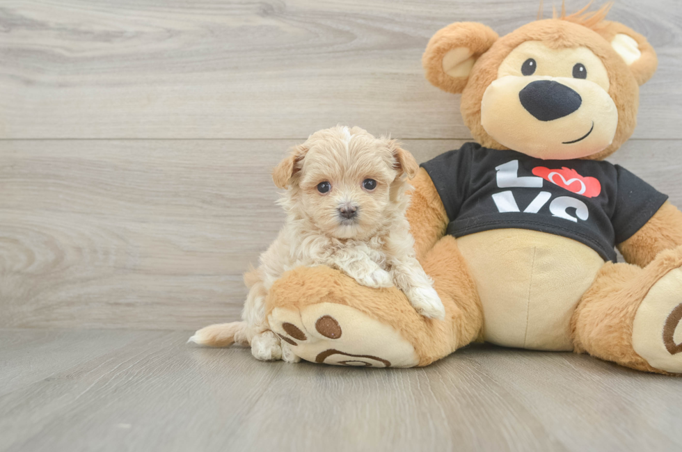 6 week old Maltipoo Puppy For Sale - Puppy Love PR