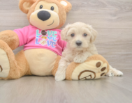 5 week old Maltipoo Puppy For Sale - Puppy Love PR
