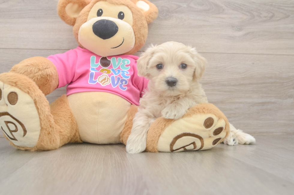 5 week old Maltipoo Puppy For Sale - Puppy Love PR