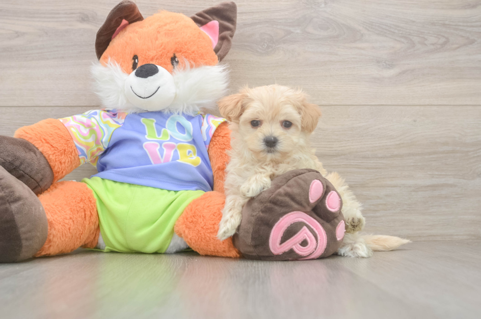 5 week old Maltipoo Puppy For Sale - Puppy Love PR