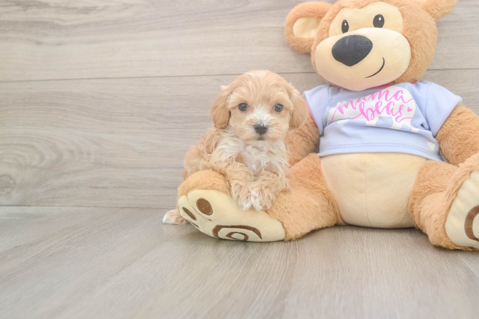 Best Maltipoo Baby