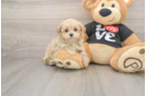 Maltipoo Pup Being Cute