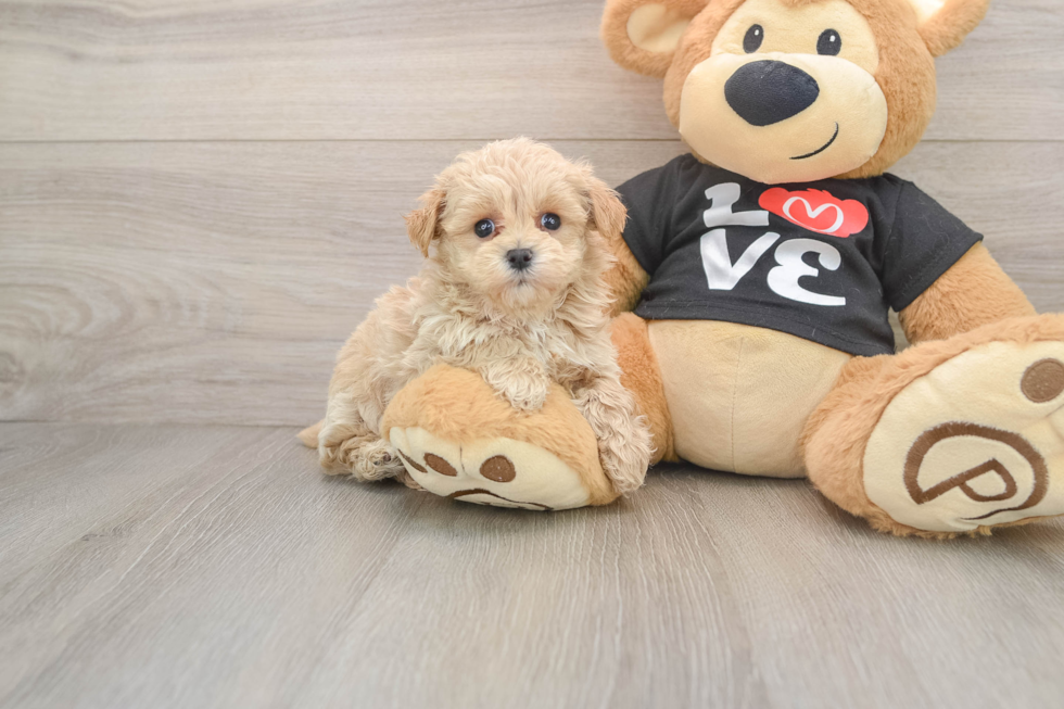 Maltipoo Pup Being Cute
