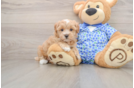 Happy Maltipoo Baby