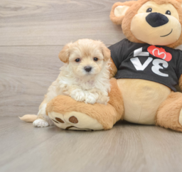 8 week old Maltipoo Puppy For Sale - Puppy Love PR