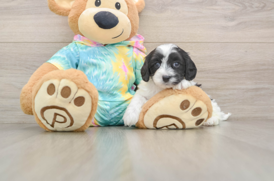 Maltipoo Puppy for Adoption