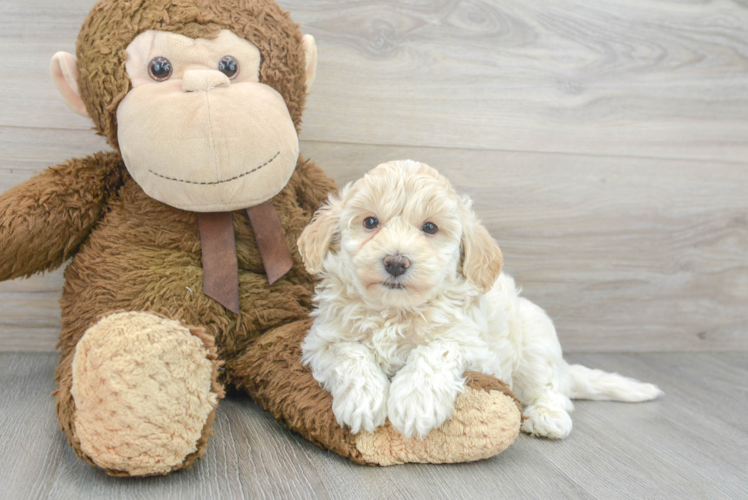 Meet Kade - our Maltipoo Puppy Photo 1/3 - Puppy Love PR Maltipoo Puppy for Adoption