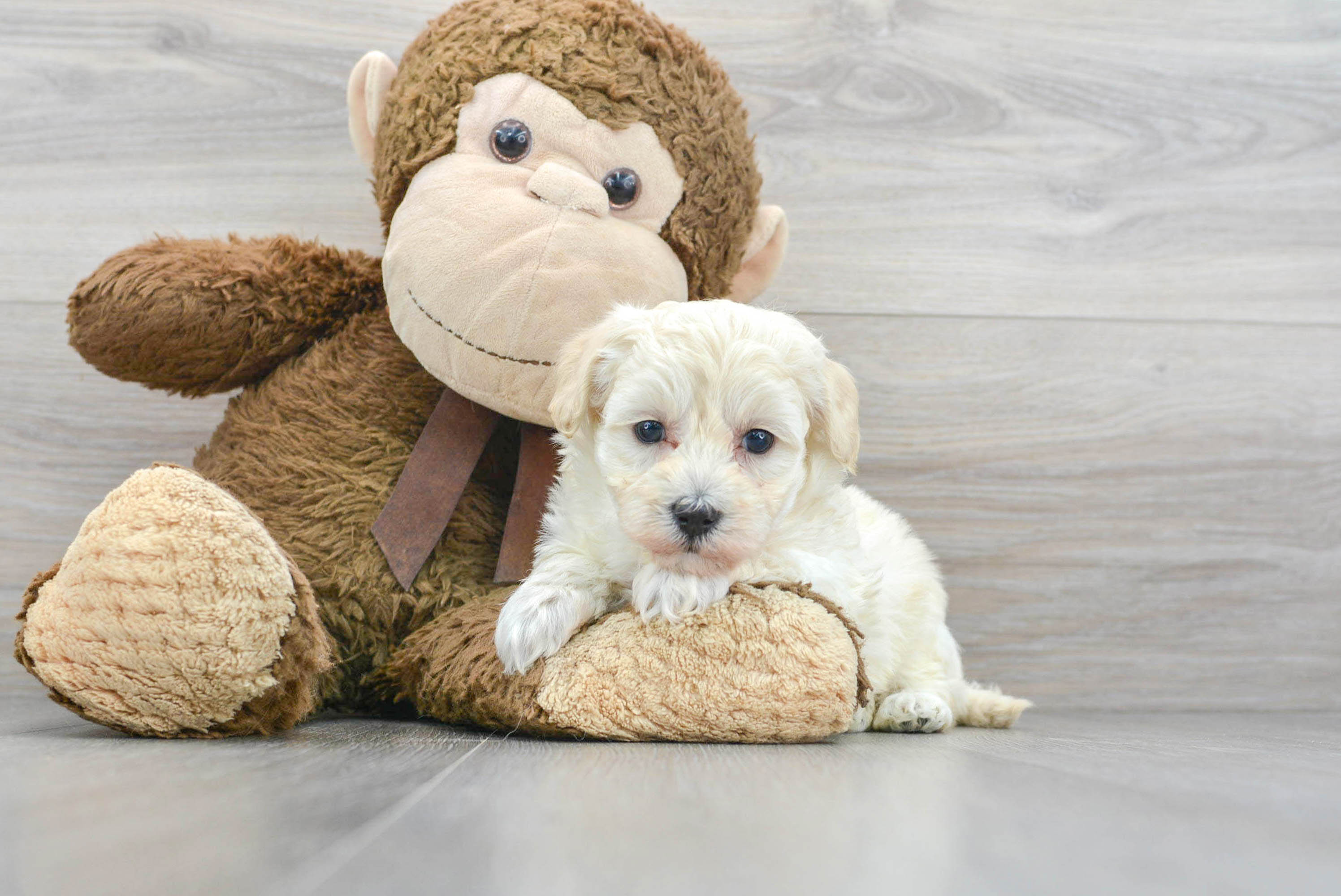 Maltipoo Pup Being Cute