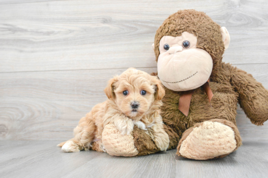 Maltipoo Puppy for Adoption