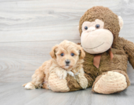 10 week old Maltipoo Puppy For Sale - Puppy Love PR