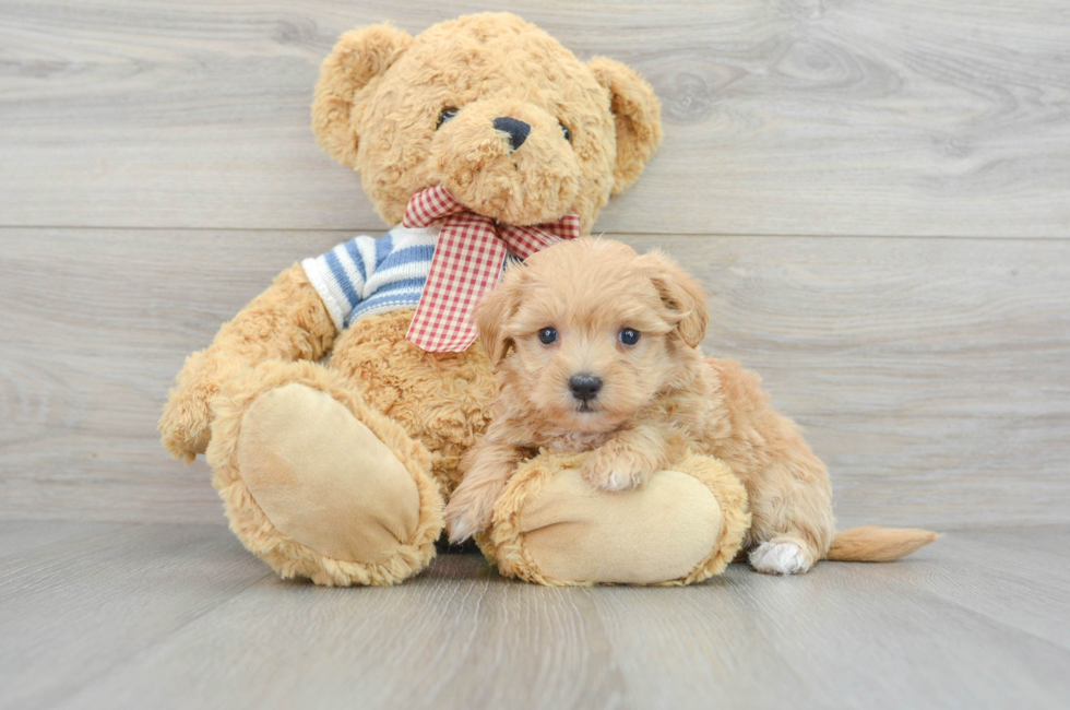 7 week old Maltipoo Puppy For Sale - Puppy Love PR