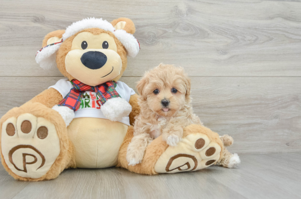 10 week old Maltipoo Puppy For Sale - Puppy Love PR