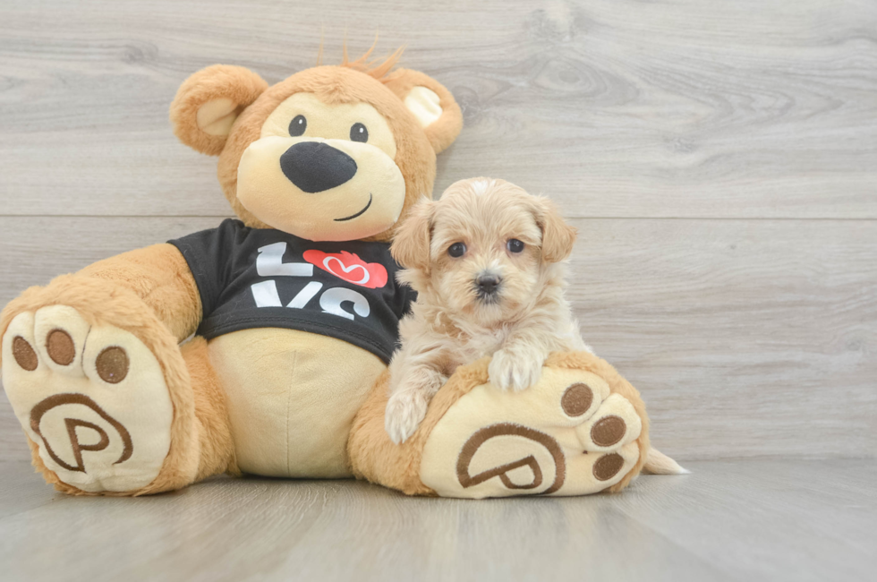 6 week old Maltipoo Puppy For Sale - Puppy Love PR