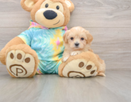 8 week old Maltipoo Puppy For Sale - Puppy Love PR