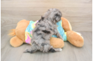 Small Maltipoo Baby