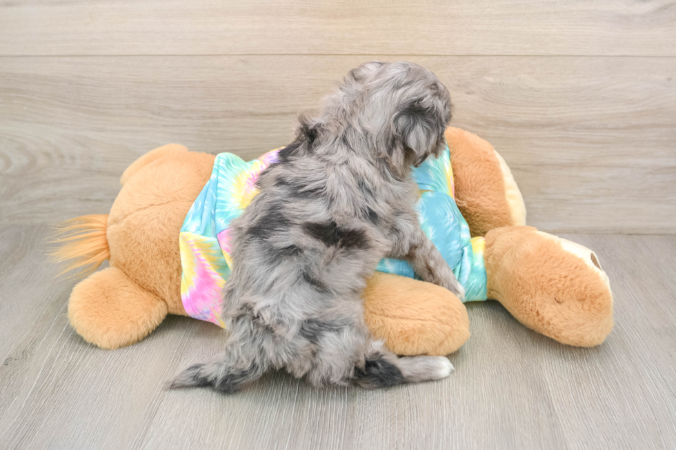 Small Maltipoo Baby