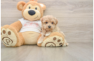 Sweet Maltipoo Baby