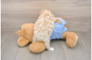 Smart Maltipoo Poodle Mix Pup