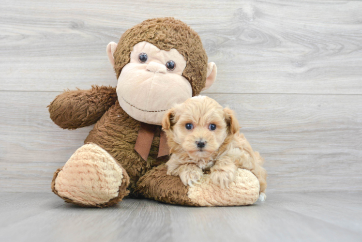 Maltipoo Pup Being Cute