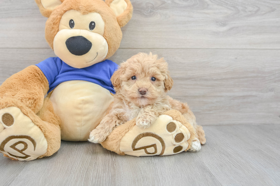 5 week old Maltipoo Puppy For Sale - Puppy Love PR