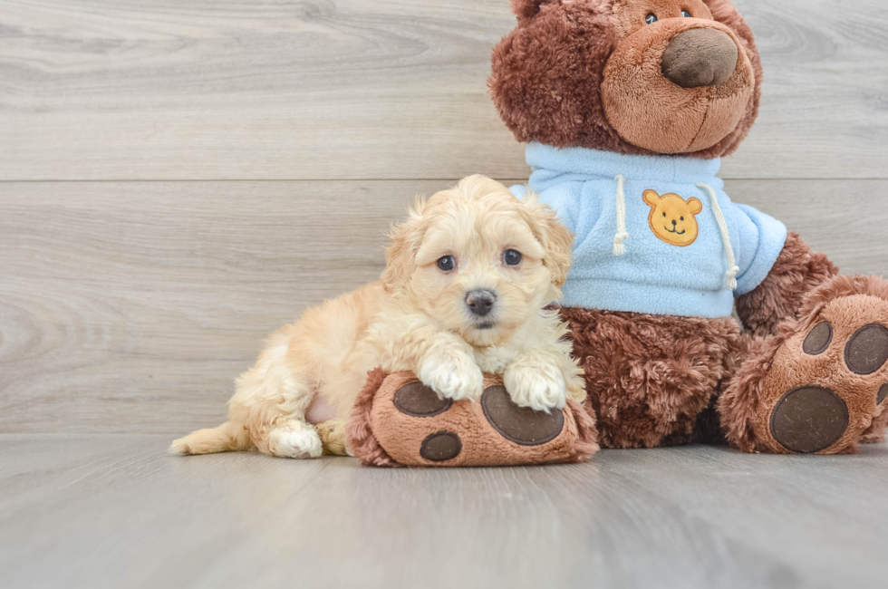 6 week old Maltipoo Puppy For Sale - Puppy Love PR